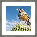 Cactus Wren On A Saguaro Cactus Framed Print