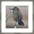 Cactus Wren Framed Print