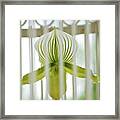 Caged Beauty Framed Print