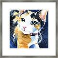 Calico Kitten Framed Print