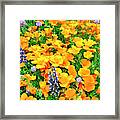 California Poppies And Betham Lupines Southern California Framed Print
