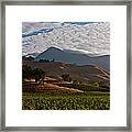 Californias 2012 Grape Harvest Kicks Framed Print