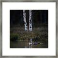 Call Of The Loon Framed Print