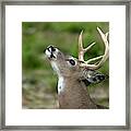 Call To The Wild Framed Print