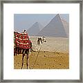 Camel For Ride On Desert Framed Print