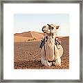 Camel With Bridle Ready For Trek Framed Print