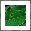 Camellia Leaf Spot Framed Print