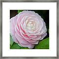 Camellias Japonica 004 Framed Print