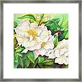 Camellias Framed Print