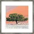 Camelthorn Tree Against Namib Dune Framed Print