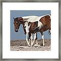 Camouflaged Foal. Framed Print