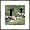 Canada Goose Family Swim Framed Print