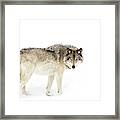 Canadian Timber Wolf Walking Through The Snow Framed Print