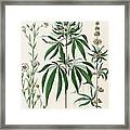 Cannabis Plant Illustration 1853 Framed Print