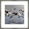 Canvasbacks Coming In Framed Print
