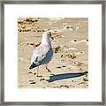 Cape May Seagull Pace Framed Print