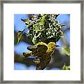 Cape Weaver And Nest Framed Print