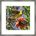 Cape Weaver Framed Print