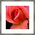 Capron Park Rose Framed Print
