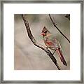 Cardinal 5589 Framed Print