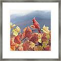 Cardinal And Fall Grapes Framed Print