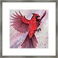 Cardinal In Flight Framed Print