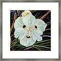 Caribbean Wildflower Framed Print