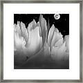 Carnation Fantasy Framed Print