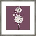 Carnation Purple Flower Framed Print