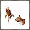 Cat And Bird Framed Print