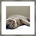 Cat Lying On Bed Framed Print
