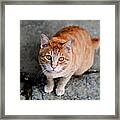 Cat Of  Shrine Framed Print