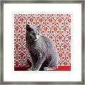 Cat Russian Blue And Wallpaper Framed Print