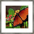 Caterpillar And Butterfly Framed Print