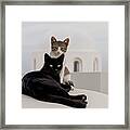 Cats On A (cold) Cement Roof Framed Print