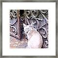 Cats Framed Print