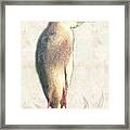 Cattle Egret Photographic Drawing Framed Print