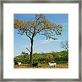 Cattle In Pantanal Framed Print