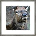 Caught With A Mouthful Framed Print