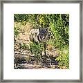 Cautious Coyote Framed Print