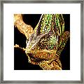 Chameleon Framed Print