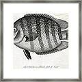 Chatadon Or Bandfish Engraving Framed Print