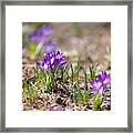 Cheerful Crocus Flowers Framed Print