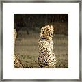 Cheetah Cubs And Rain 0168 Framed Print