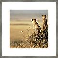 Cheetahs Acinonyx Jubatus Sitting On Framed Print