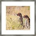 Cheetahs Eating In The Middle Of The Grass Framed Print
