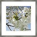 Cherry Blossom, Close Up Framed Print