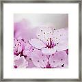 Cherry Blossom Glow Framed Print