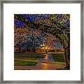 Cherry Blossoms At Dawn Framed Print