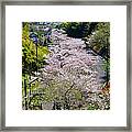 Cherry Blossoms In Mountain Village Framed Print